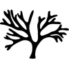 Algae