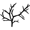 Algae