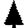 Fir