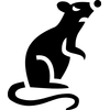 Rat